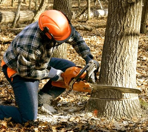 Tree Removal in Vallecito, CA